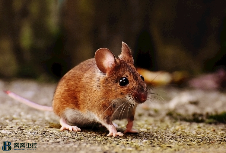 家里老鼠哪里來？如何正確滅鼠