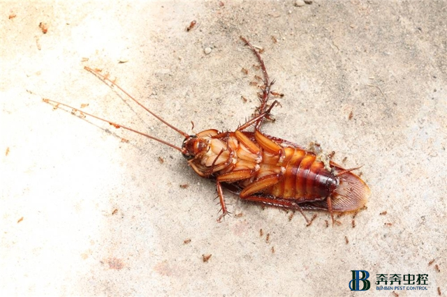 殺蟑螂|蟑螂窩一般會在什么地方？