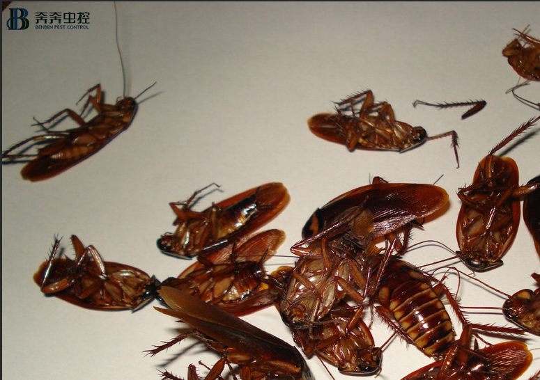 家里怎么滅蟑螂？蟲控公司告訴你