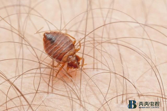 如何正確有效的消滅臭蟲！