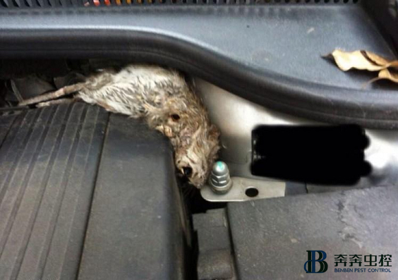 冬季老鼠愛鉆進(jìn)我們的汽車中，如何預(yù)防呢