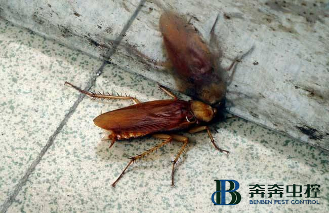 如何有效的滅蟑螂？