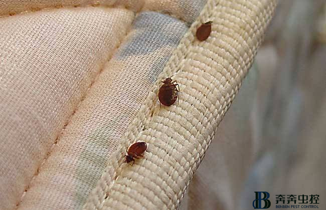 臭蟲是怎么來(lái)的，怎樣才能根除它