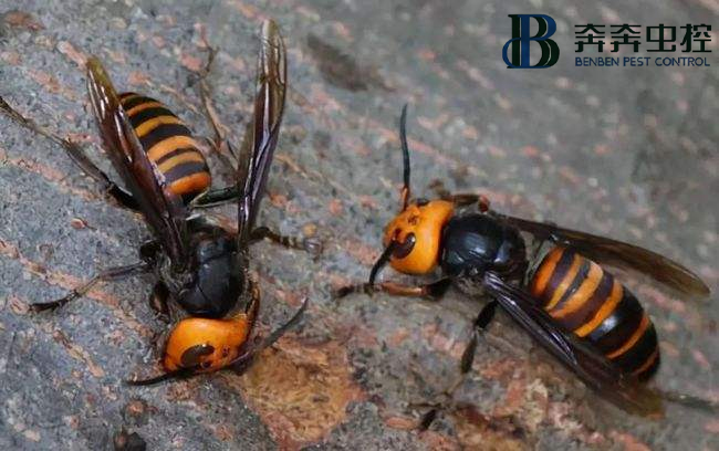 馬蜂有毒？被咬了該如何處理？