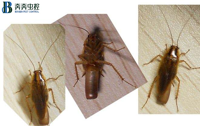 為什么蟑螂不能踩死？踩死蟑螂要慎重，可怕的不只是蟑螂