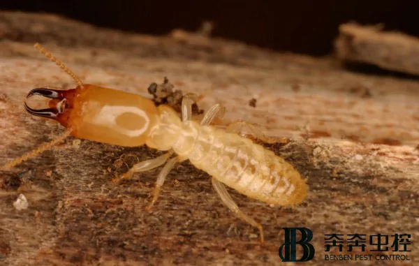 白蟻對(duì)房子的危害有哪些？