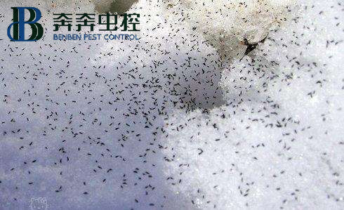 冬天雪地里出現(xiàn)的成群小蟲(chóng)子是什么？