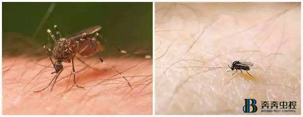 你以為身上的包是蚊子咬的？其實(shí)并不是！