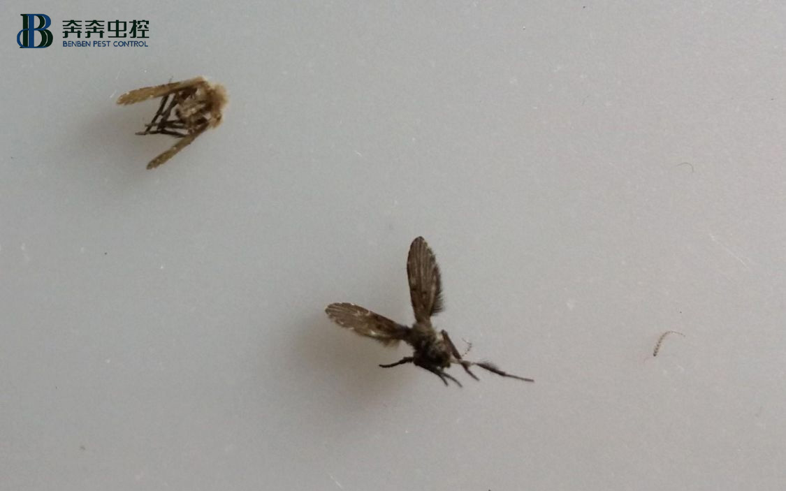 煩人的廁所小飛蟲(chóng)