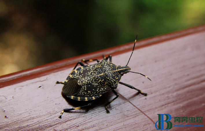 消滅臭蟲(chóng)的方法