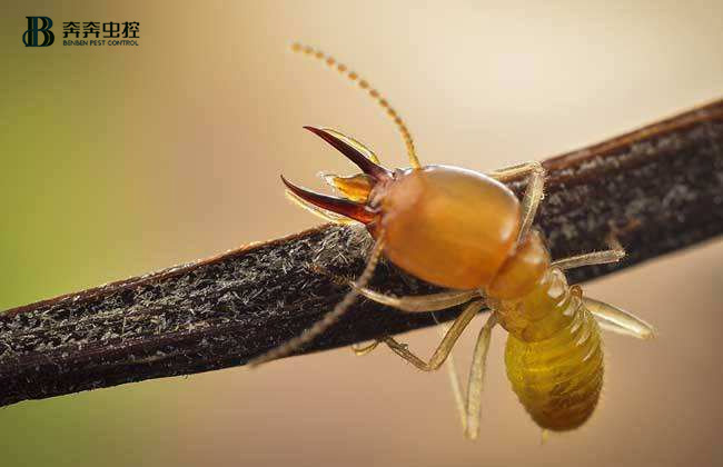 防白蟻應(yīng)該在裝修前還是裝修后？ 