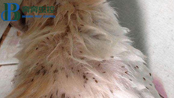 深受跳蚤的騷擾，如何防止跳蚤呢？