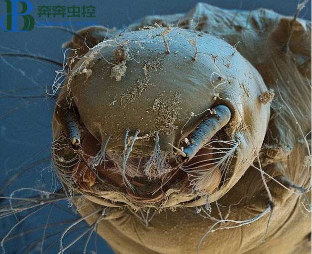 如何快速有效的除螨！