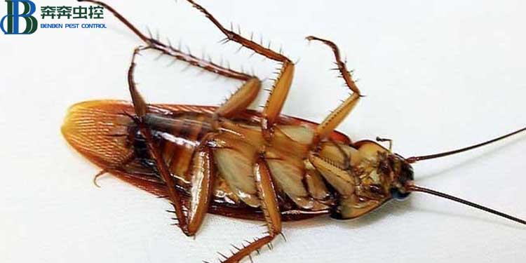 蟑螂怎么消滅最徹底？