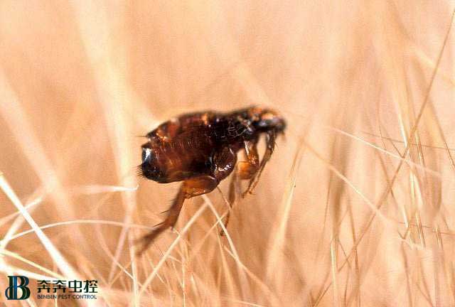 如何消滅狗狗的跳蚤？