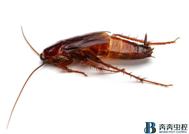 蟑螂如何消滅？掌握科學(xué)方法輕松滅蟑螂