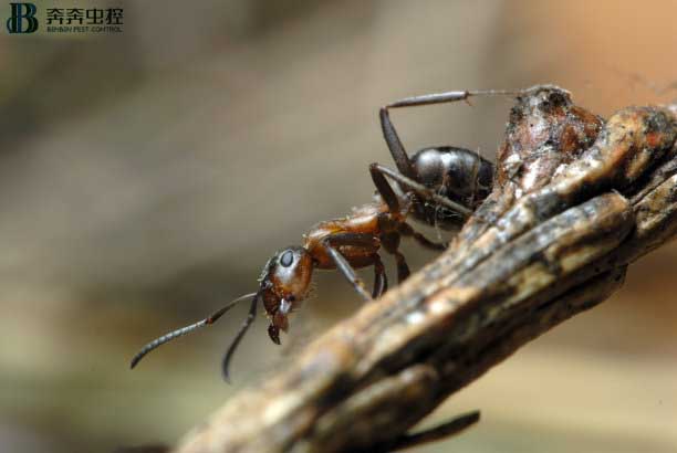 螞蟻如何徹底消滅？怎樣滅怎樣防？