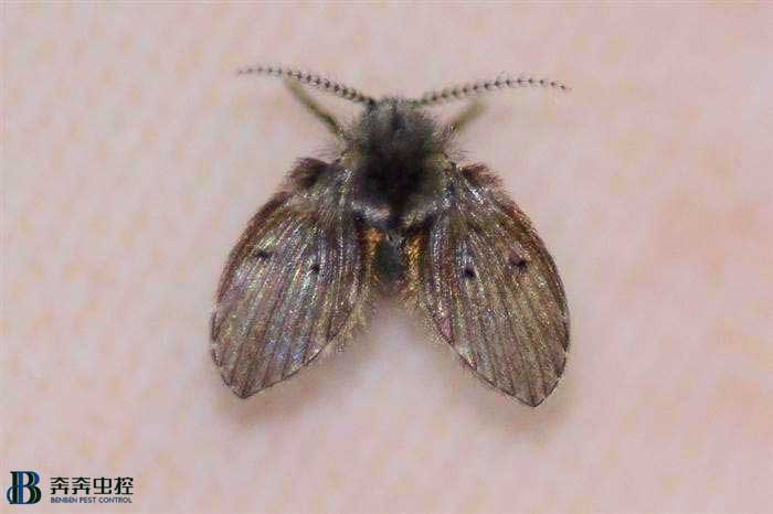 蛾蠓幼蟲和成蟲怎么防治，如何消滅它？