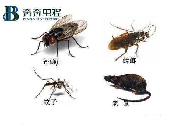 當酒店賓館遇到了蟑鼠蚊蟲，會給客人帶來哪些糟糕的體驗？
