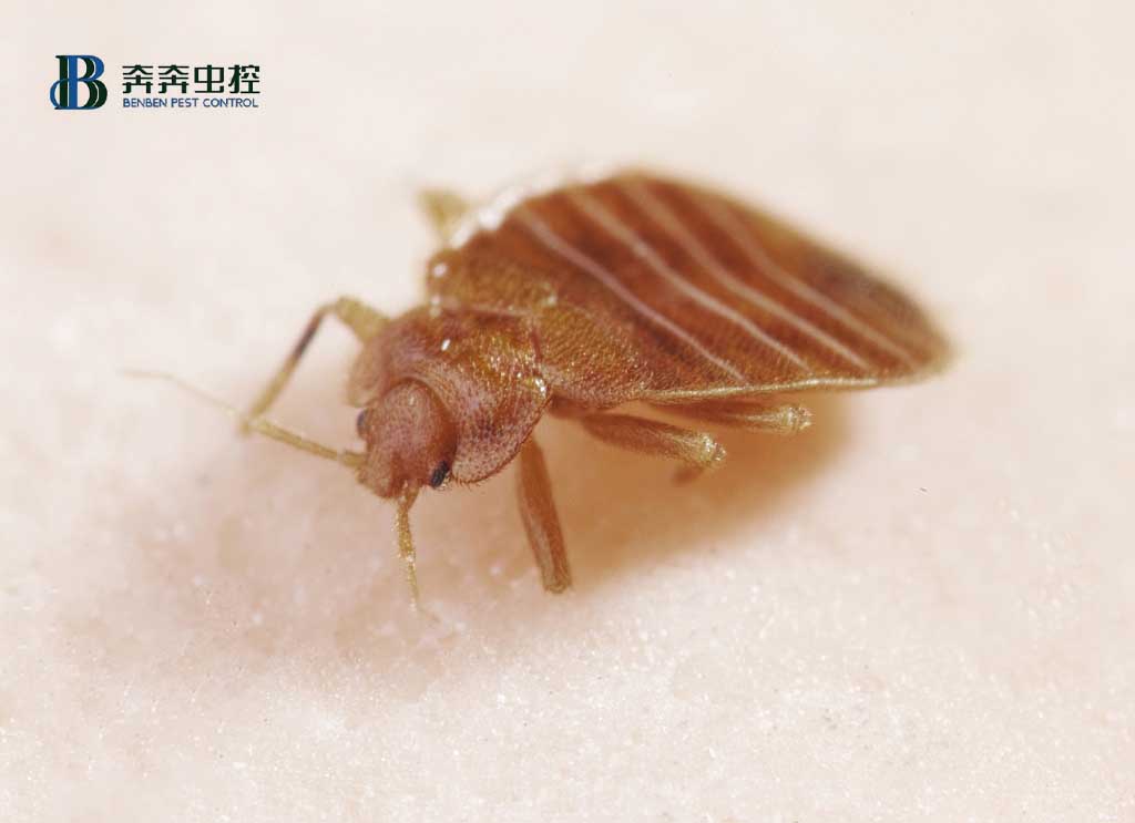 如何滅臭蟲？防治臭蟲有哪些可行的方法？