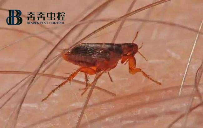 居家防治跳蚤，有哪些方法可以隨手做？