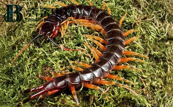 蜈蚣防治和殺滅的方法