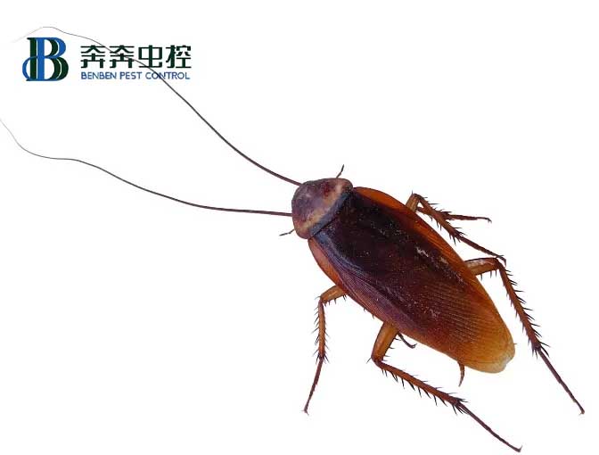 家里有蟑螂怎么辦，教你如何滅蟑和防蟑