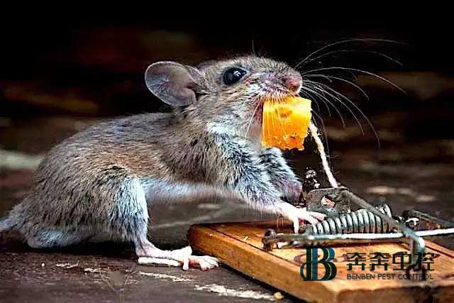 家里有老鼠怎么辦？怎樣有效的消滅老鼠？