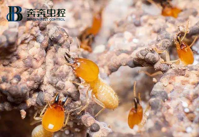 消滅白蟻有哪些方法？