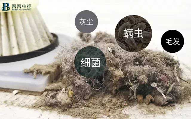 小螨蟲大危害，除蟲公司來解決