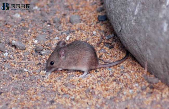 老鼠入室如何消滅？滅鼠公司專業(yè)分析