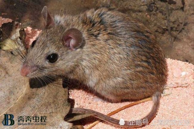 滅鼠公司給大家講最佳滅鼠方法及防護(hù)方法&nbsp;