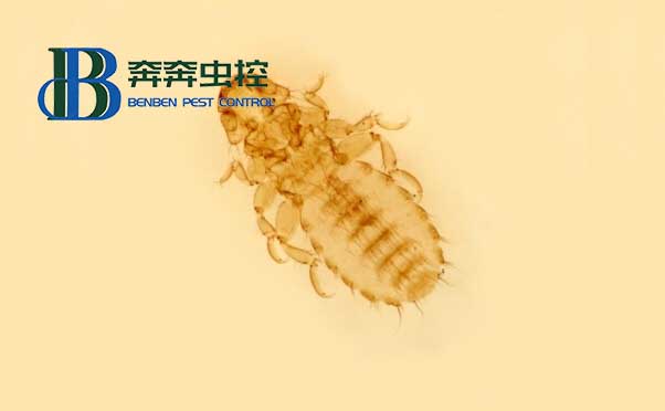 發(fā)現(xiàn)書虱怎么辦？專業(yè)殺蟲公司告訴你