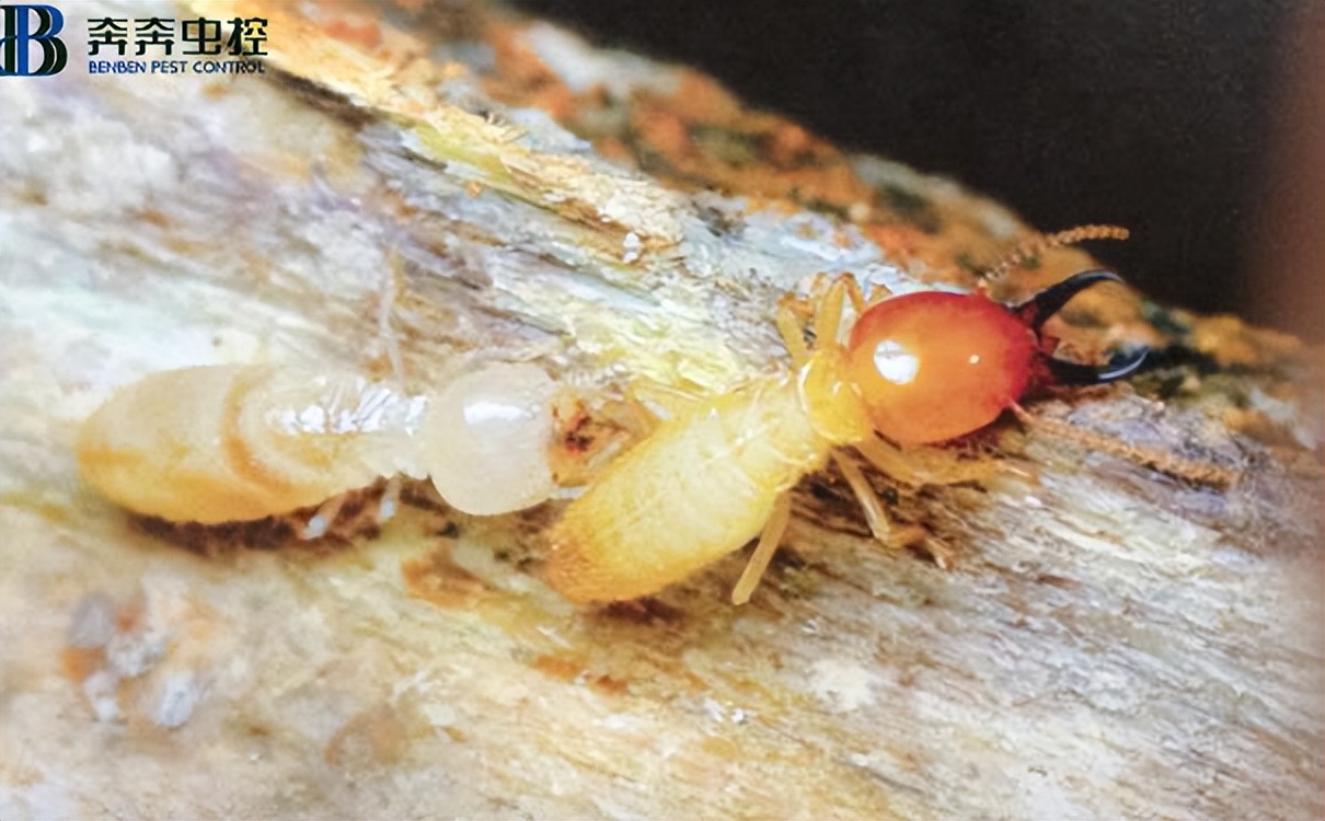 家里發(fā)現(xiàn)白蟻該怎么處理？