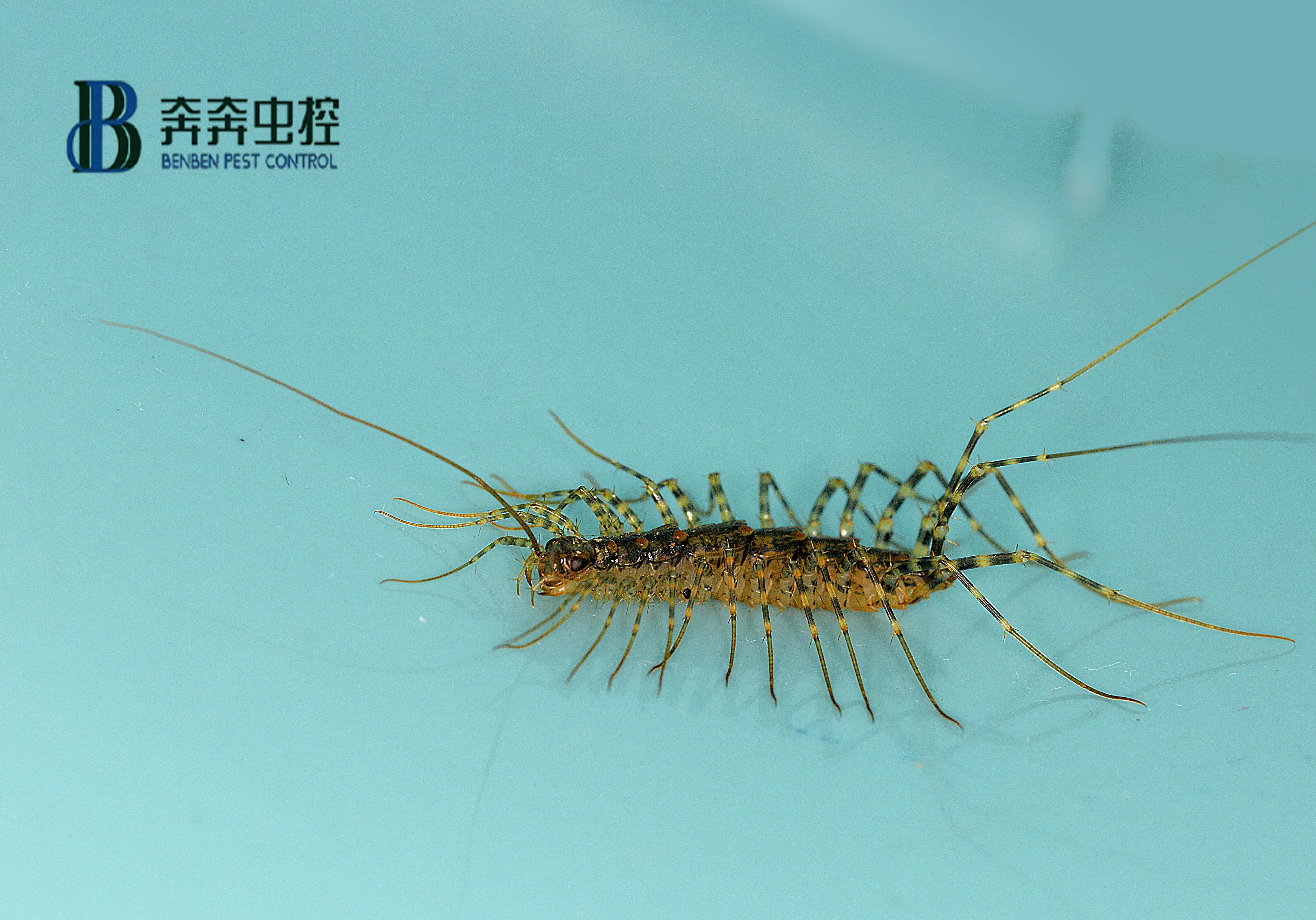 如何防治蚰蜒呢？