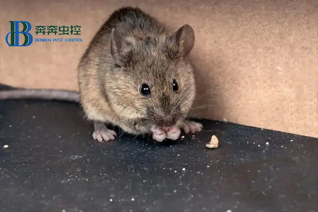 夏季老鼠猖獗 該如何防治老鼠？