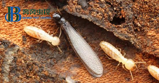 如何判斷家里是否有白蟻入侵？