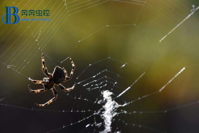 蜘蛛是怎么在相隔那么遠(yuǎn)的地方拉第一根絲的？