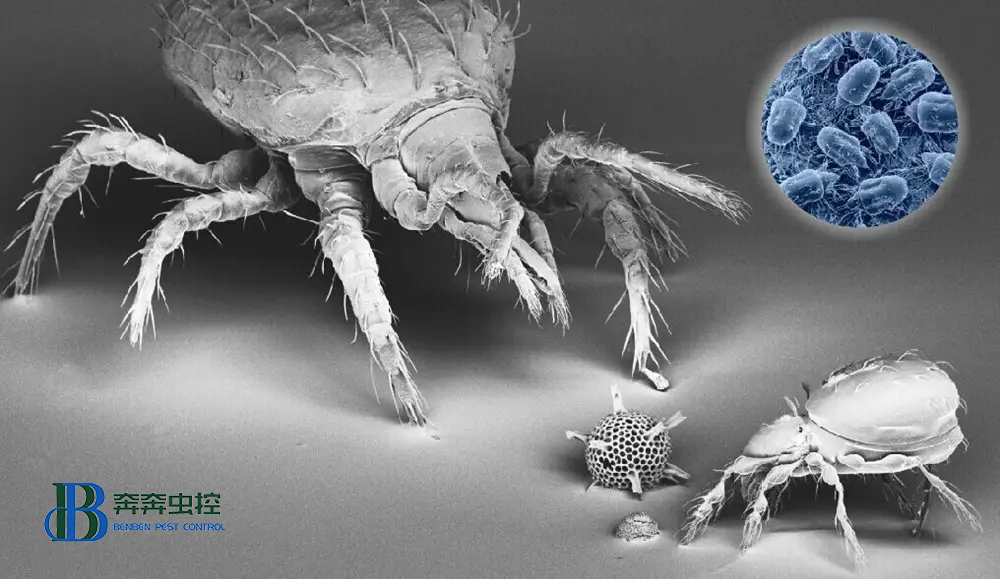 小小螨蟲危害大，除蟲公司教你消滅螨蟲