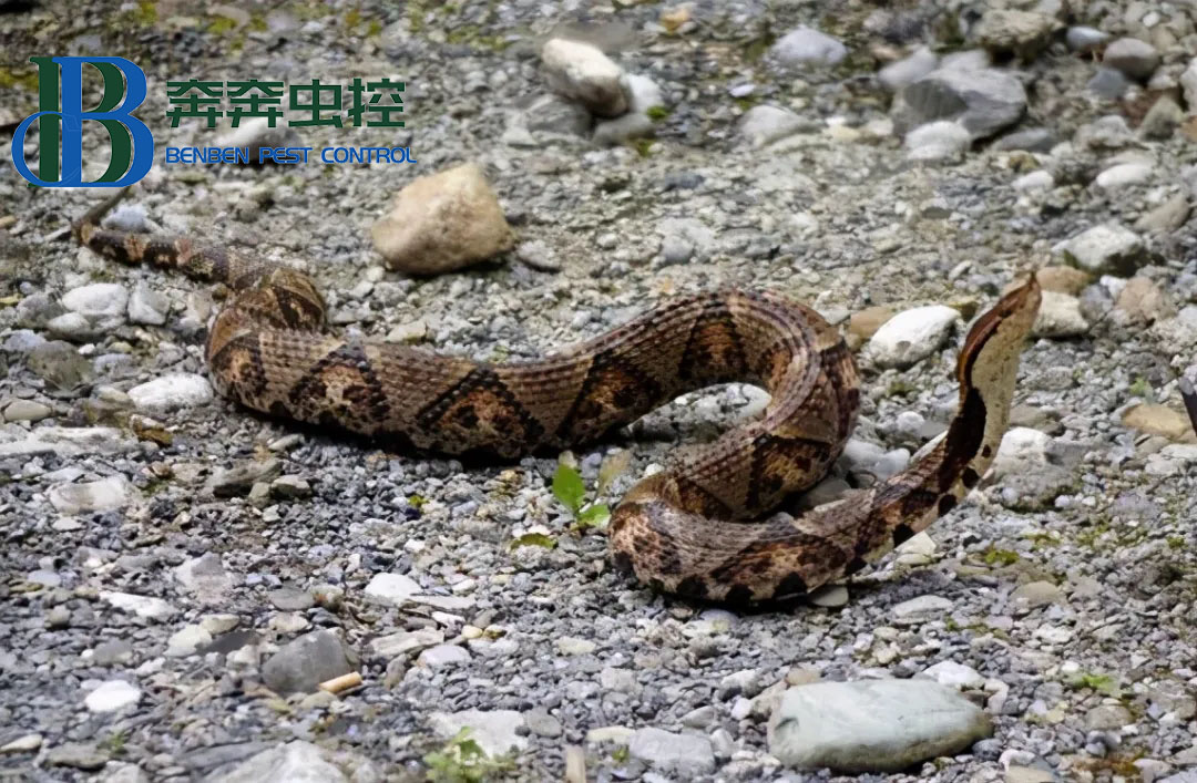 被五步蛇咬后能走幾步？真的只能走五步嗎？