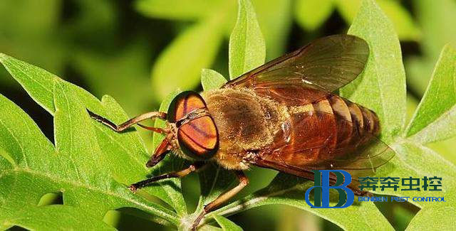 這個(gè)人畜皆害的吸血蟲是什么？