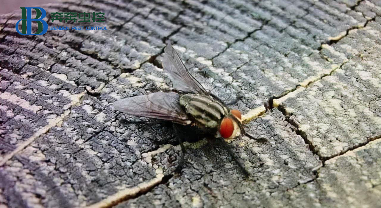 蒼蠅是如何度過寒冷的冬季的？