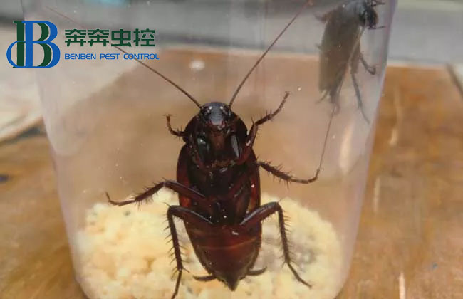  看見蟑螂可以直接踩死嗎？