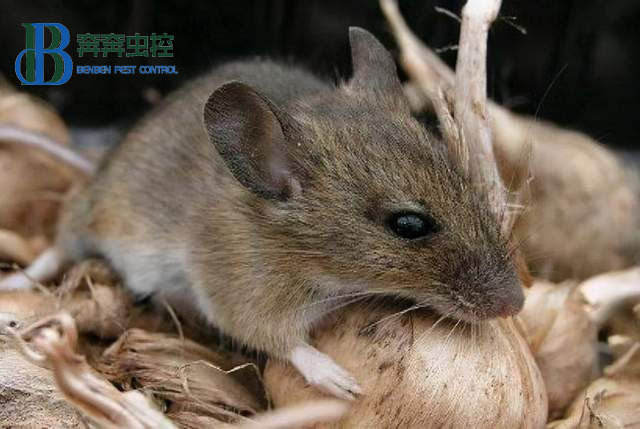 封閉環(huán)境中，老鼠是怎么進(jìn)入室內(nèi)的？