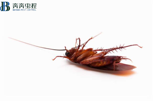 昆蟲死后為什么都是&ldquo;四腳朝天&rdquo;的？