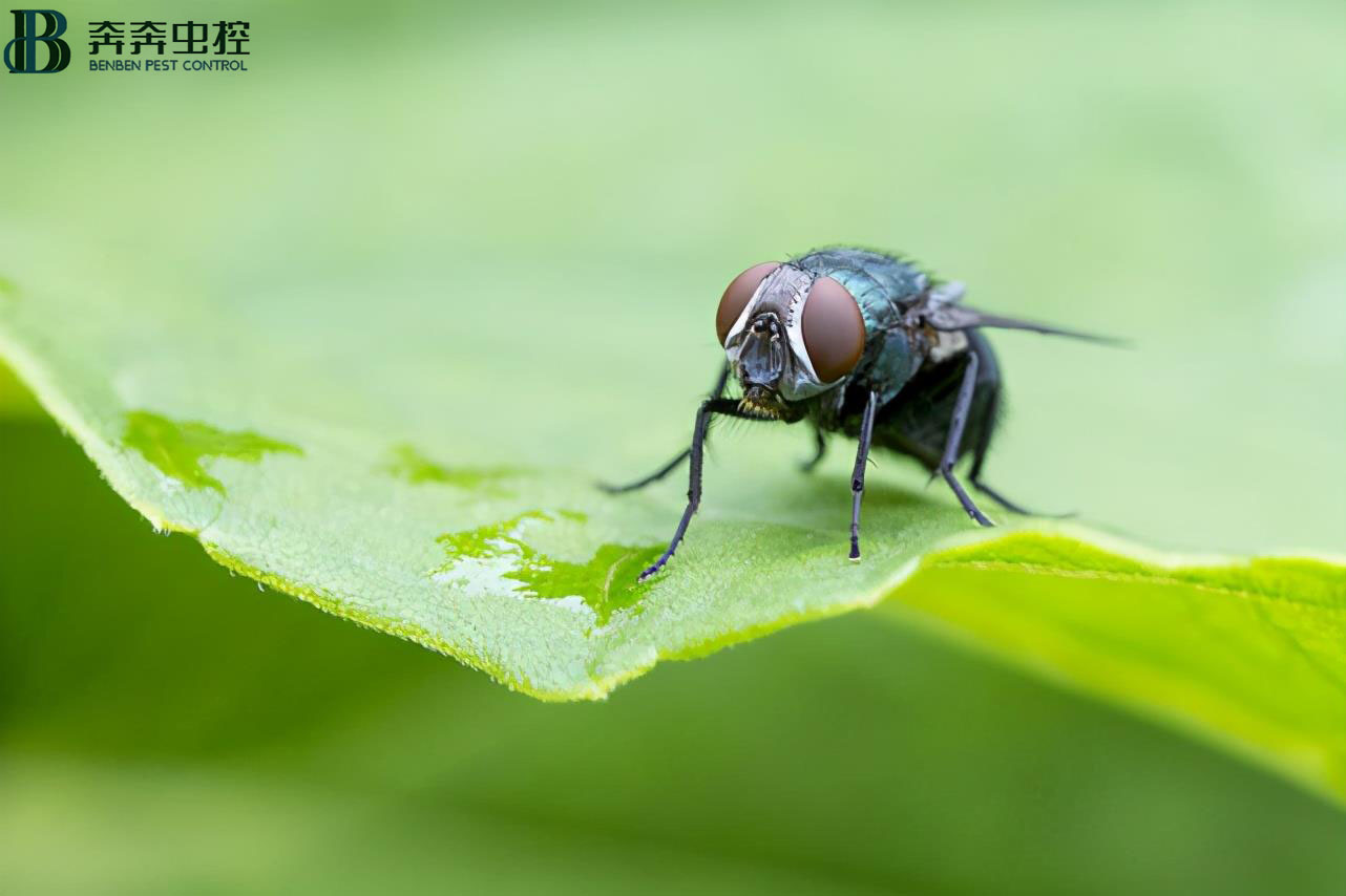 蒼蠅總在臟的地方覓食，為什么不會(huì)生?。? class=