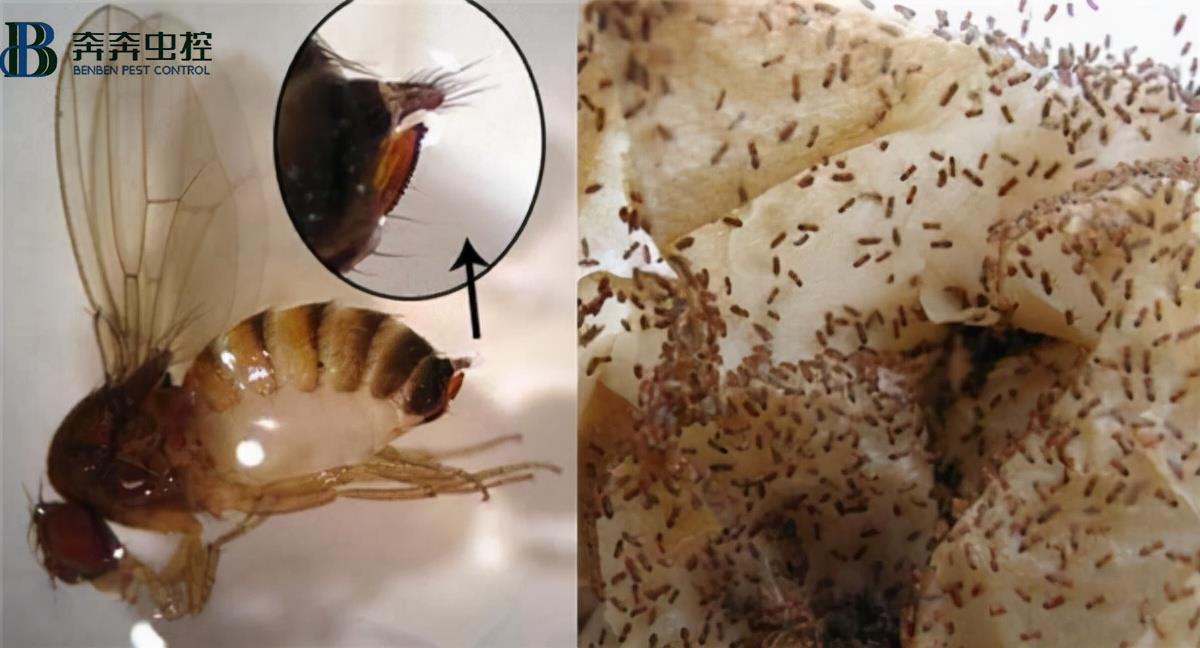 莫名出現(xiàn)的小飛蟲都哪里來的？驅(qū)蟲方法全在這里