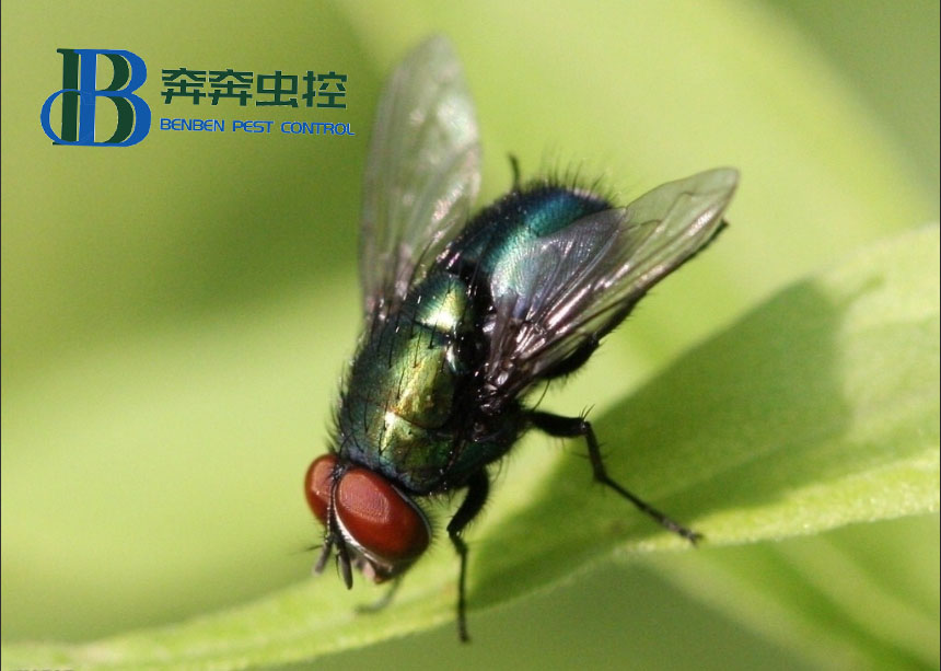 怎樣才能正確有效地防治蒼蠅？