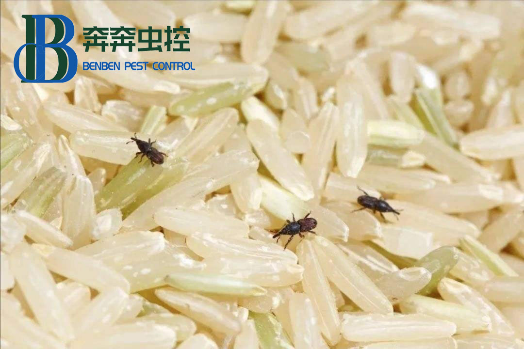 米和面為什么會(huì)無(wú)緣無(wú)故長(zhǎng)蟲(chóng)？其實(shí)你吃的飯都可能含有蟲(chóng)卵