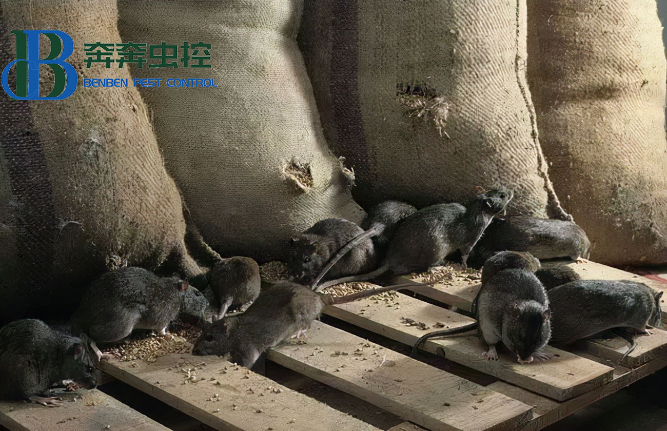 老鼠種類常見(jiàn)的有哪三種？家鼠和田鼠有啥區(qū)別